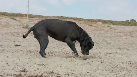 Funny moment of a dog digging for a ball in the sand and falling Vídeo Stock 121385196