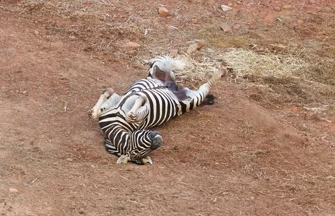 Funny moment of a zebra rolling on its back with legs up in the air Stock Photos