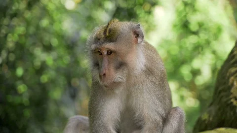 Funny monkey on the background of green jungle. A monkey eats  Stock Footage 128364475