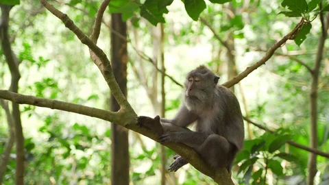 Funny monkey on the background of green jungle sitting on a branch  Stock Footage 128364549
