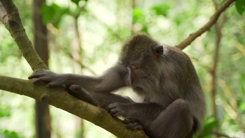 Funny monkey on the background of a green jungle sits on a branch  Stock Footage 128364592