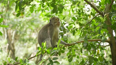 Funny monkey on the background of green jungle sits on a tree branch and jumps Stock Footage 128364615