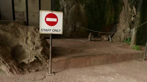 Funny monkey behind staff only sign, aggressive jumps to camera Stock Footage 50605001