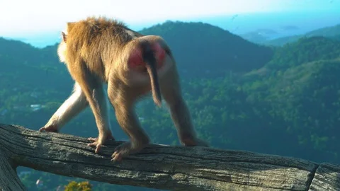 Funny Monkey close-up. Stock Footage 122266418