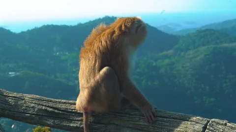 Funny Monkey close-up . Stock Footage 122266419