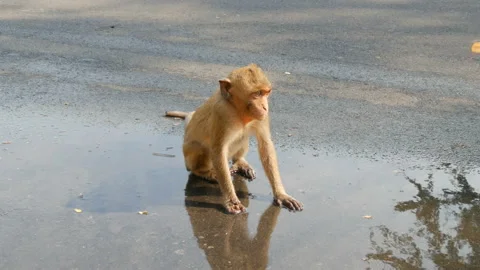 Funny monkey cub drinks water directly from a puddle 動画素材 85941571