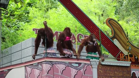 Funny Monkey Dance Show in the Zooo Safari Park Bangkok Thailand Stock Footage 130892737