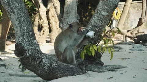 Funny Monkey Drinking beer On Beach under a tree. A monkey took a beer from our Stock Footage 132159010