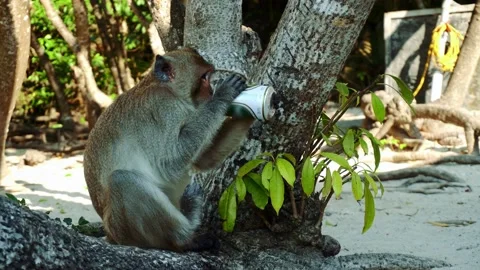 Funny Monkey Drinking beer On Beach under a tree. A monkey took a beer from our Stock-Footage 132181353