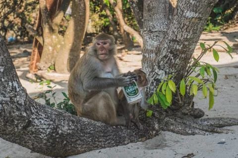 Funny Monkey Drinking beer On Beach under a tree Stock Photos