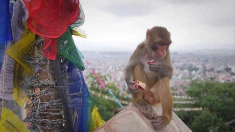 Funny monkey eating and thinking 스톡 동영상 76555625