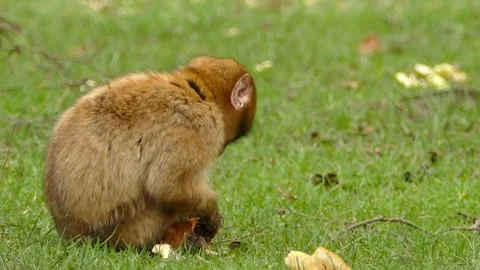Funny Monkey Eating in Green Forest Animation Video stock 307466670