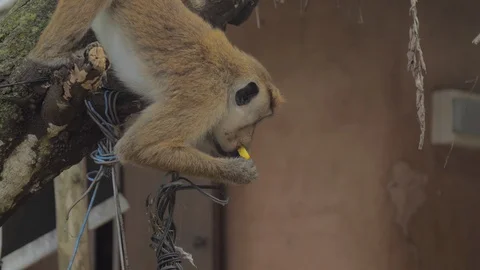 Funny monkey eats tropical fruit hanging on tree branch Vidéo 127177941