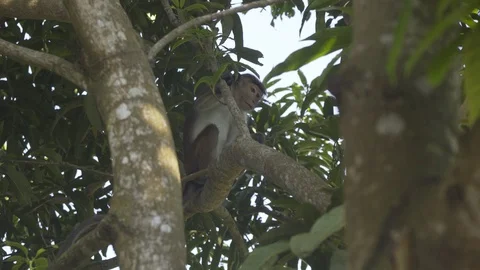 A funny monkey enjoys its life among palm branches in summer Stock Footage 85680041