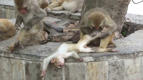 Funny monkey family Stock-Footage 76539175