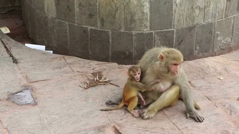 Funny monkey family 库存影片 76539179