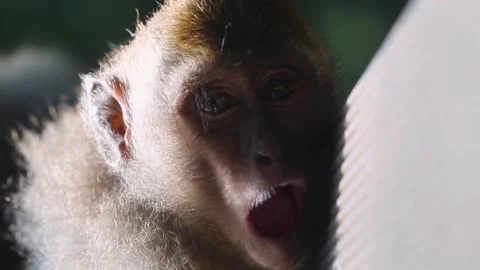 Funny monkey family lying on ground and scratching and searching fleas vertical Stock Footage 256991683
