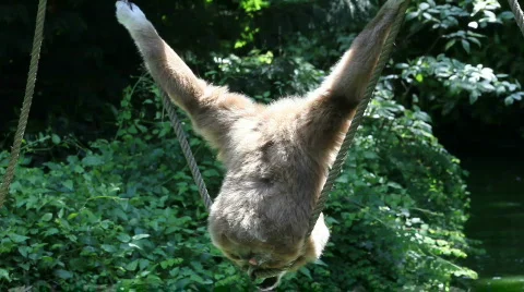 Funny Monkey Stock Footage 492960