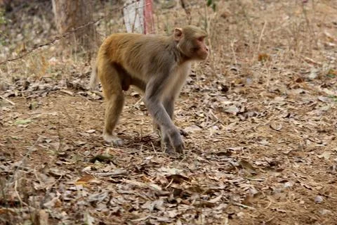 Funny monkey in forest Stock Photos