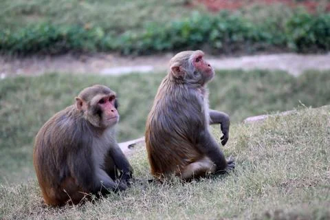 Funny monkey in forest Stock Photos