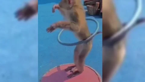 Funny Monkey Fun Playing Hula Hoop Stock Footage 246781329