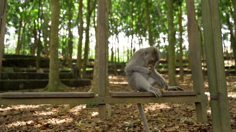 Funny monkey on a green jungle background is sitting on a swing and eating  Stock Footage 128364508