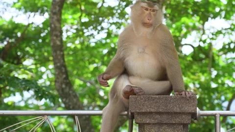 A funny monkey lives in a natural forest of Thailand. Stock Footage 156816576