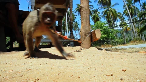 Funny monkey looks into camera Stock Footage 35381022