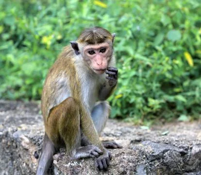 Funny monkey Fotos de archivo