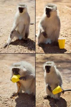 Funny monkey Stock Photos
