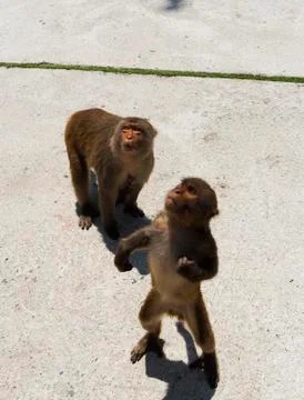 Funny monkey Stock Photos