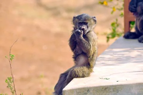 Funny monkey Stock Photos