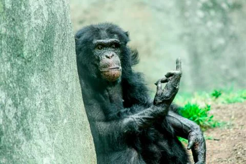 Funny Monkey Stock Photos