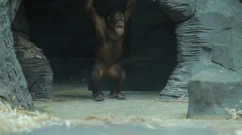 Funny monkey playing Video stock 59186365