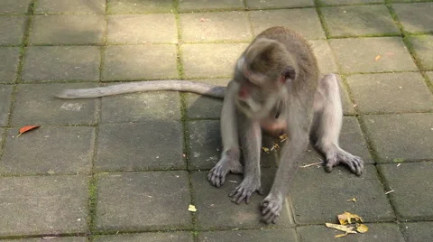 Funny monkey playing with a stone on the floor. Stock Footage 40311430