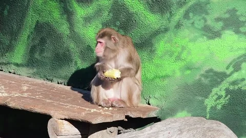 Funny monkey sits on a green background and eats corn. Stock Footage 171511845