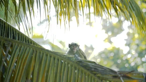 A funny monkey sits on a palm branch and eats in summer Stock Footage 85679654