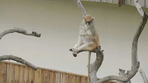 Funny monkey sitting on a dry branch in the zoo. 库存影片 97087307