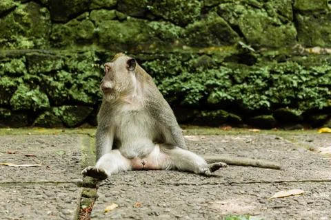 A funny monkey sitting on the ground, Bali, Indonesia Stock Photos