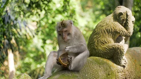 Funny monkey sitting on a rock and eating a coconut. A monkey eats  Stock Footage 128364445