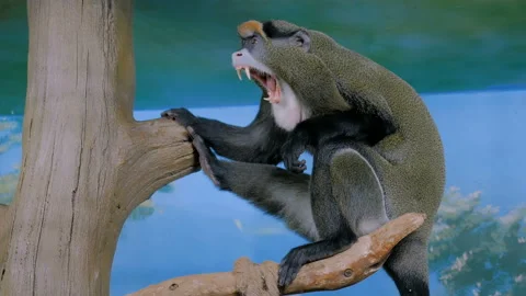 Funny monkey sitting in the tree and Stock Video Pond5