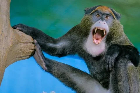 Funny monkey sitting in the tree and yawning Stock Photos