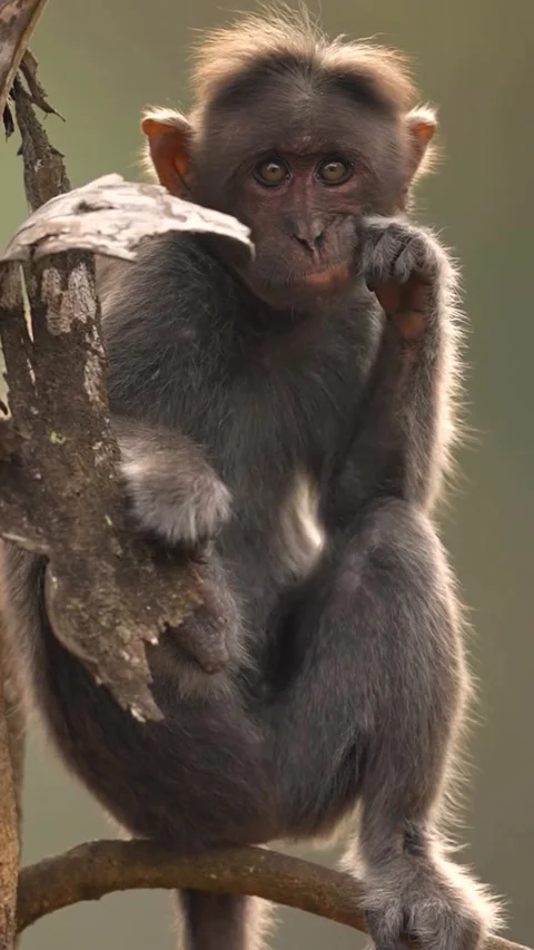 A Funny Monkey Sitting on A Tree 動画素材 265030279