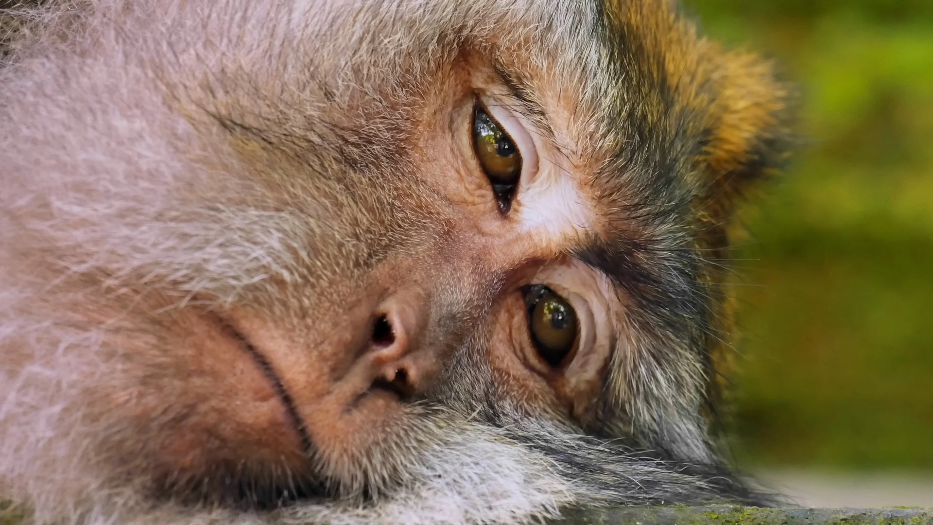 10 Top Arctic Monkeys Wallpaper Iphone FULL HD 1080p For PC Background |  Arctic monkeys wallpaper, Arctic monkeys, Monkey wallpaper