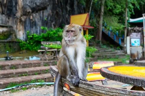 Funny monkey at Tiger Cave Temple in Krabi, Thailand. Stock Photos