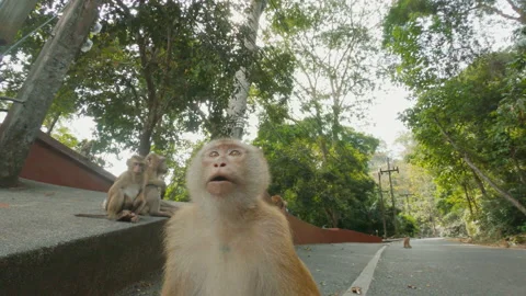 Funny monkey touch and lick camera, trying to take. Close up of monkey grimace Stock Footage 170257329