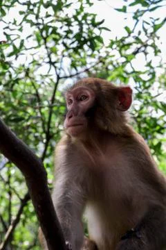 Funny monkey on a tree in China Stock Photos