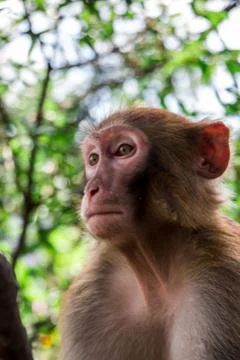 Funny monkey on a tree in China Stock Photos