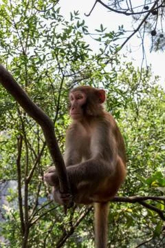 Funny monkey on a tree in China Stock Photos