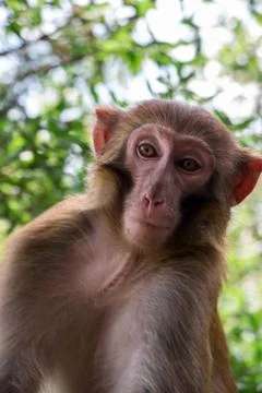 Funny monkey on a tree in China Stock Photos